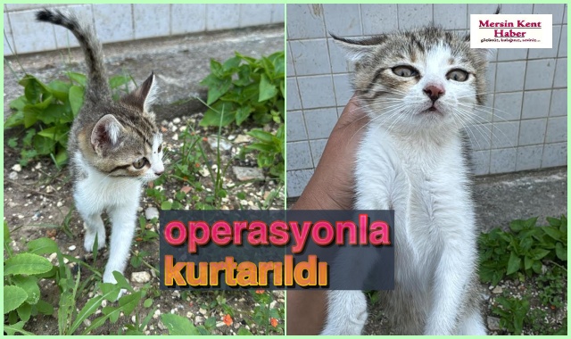 İTFAİYE EKİPLERİ OPERASYONLA KURTARDI
