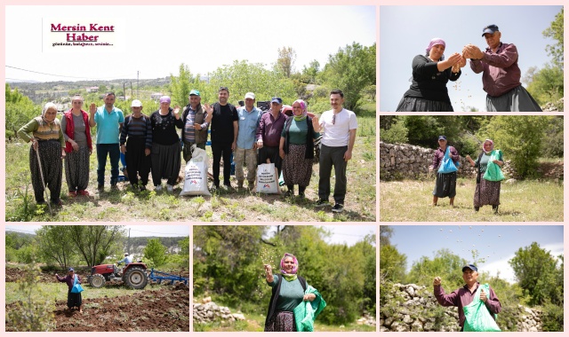 MEŞHUR GÜLNAR NOHUDU TOPRAKLA BULUŞTU 
