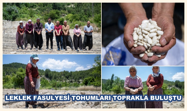LEKLEK FASULYESİ TOHUMLARI TOPRAKLA BULUŞTU