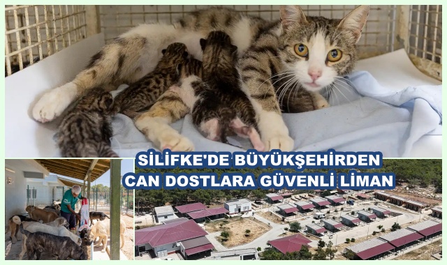 SİLİFKE'DE BÜYÜKŞEHİRDEN CAN DOSTLARA GÜVENLİ LİMAN