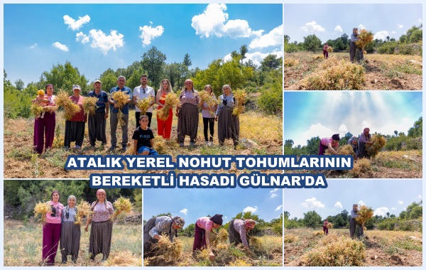 ATALIK YEREL NOHUT TOHUMLARININ  BEREKETLİ HASADI GÜLNAR'DA