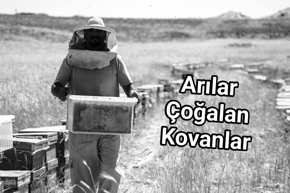 Arılar Büyükşehir İle Çoğalan Kovanlar 