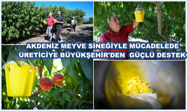 AKDENİZ MEYVE SİNEĞİYLE MÜCADELEDE ÜRETİCİYE BÜYÜKŞEHİR'DEN  GÜÇLÜ DESTEK