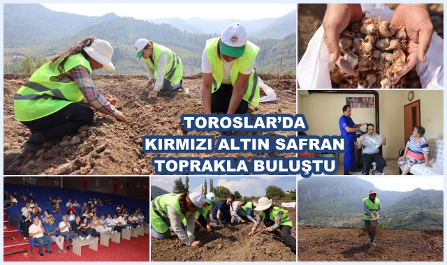 TOROSLAR’DA KIRMIZI ALTIN SAFRAN TOPRAKLA BULUŞTU