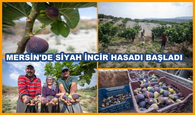 MERSİN'DE SİYAH İNCİR HASADI BAŞLADI
