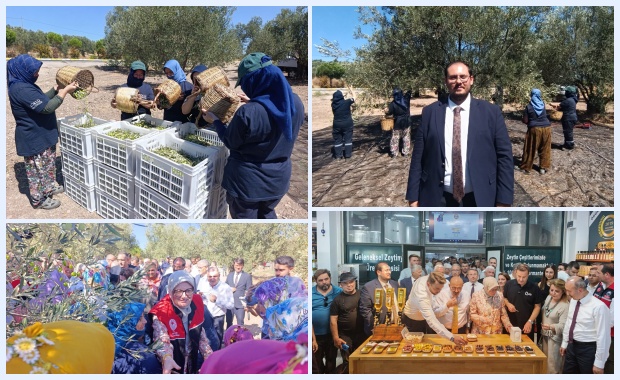 Ayvalık’ta Zeytin Hasadı Başladı: Beklentisi 400 Bin Ton