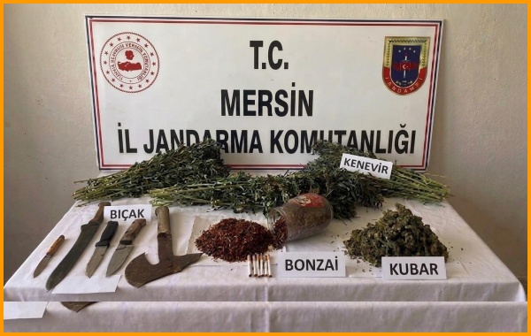 MERSİN'DE JANDARMA, YASA DIŞI KENEVİR EKİMİNE OPERASYON DÜZENLEDİ