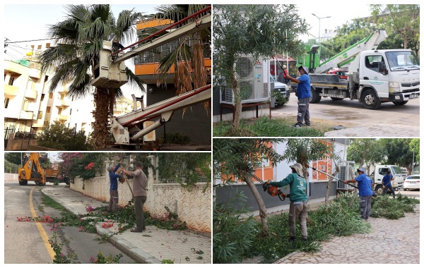 TOROSLAR’DA AĞAÇ BUDAMA VE BAKIM ÇALIŞMALARI SÜRÜYOR